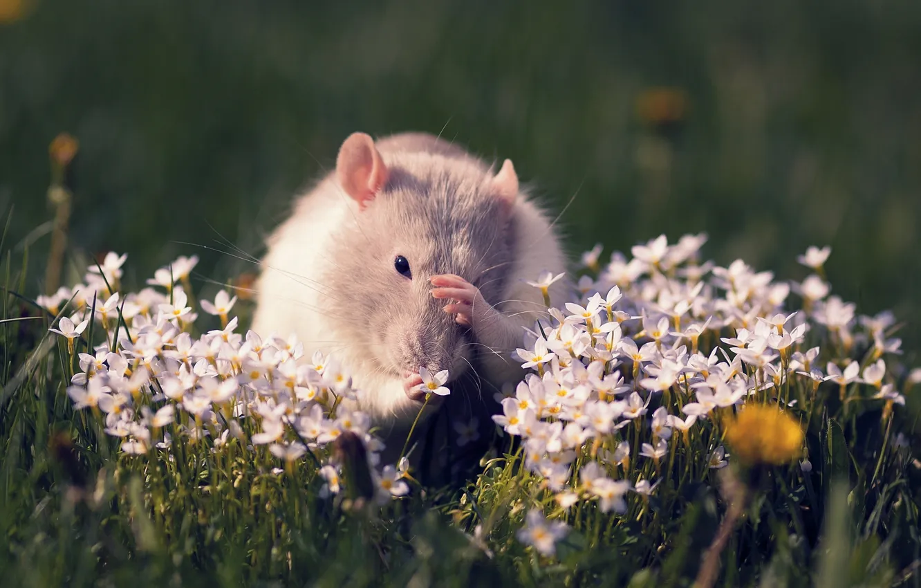 Photo wallpaper flowers, rat, rodent
