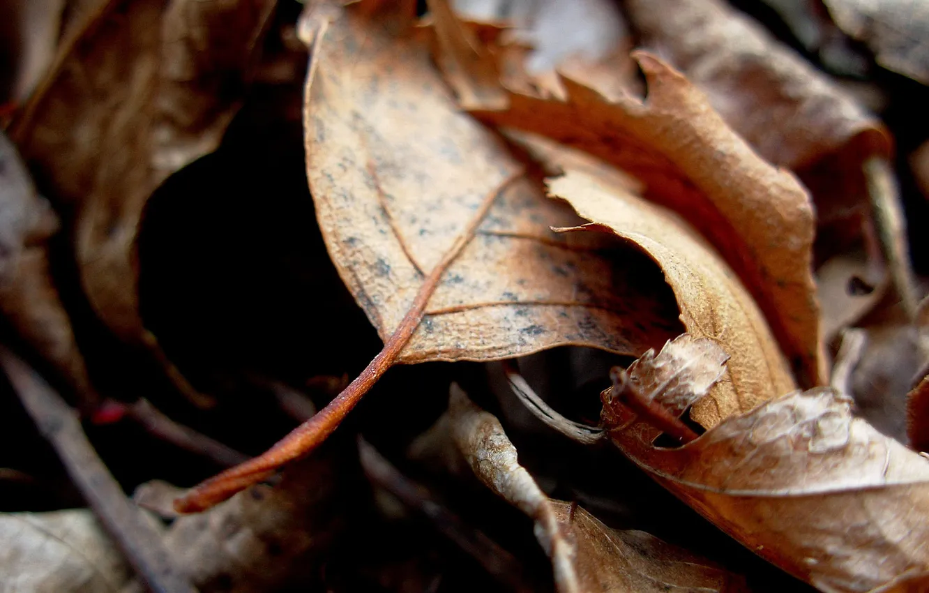 Photo wallpaper autumn, leaves, macro, photo, autumn Wallpaper
