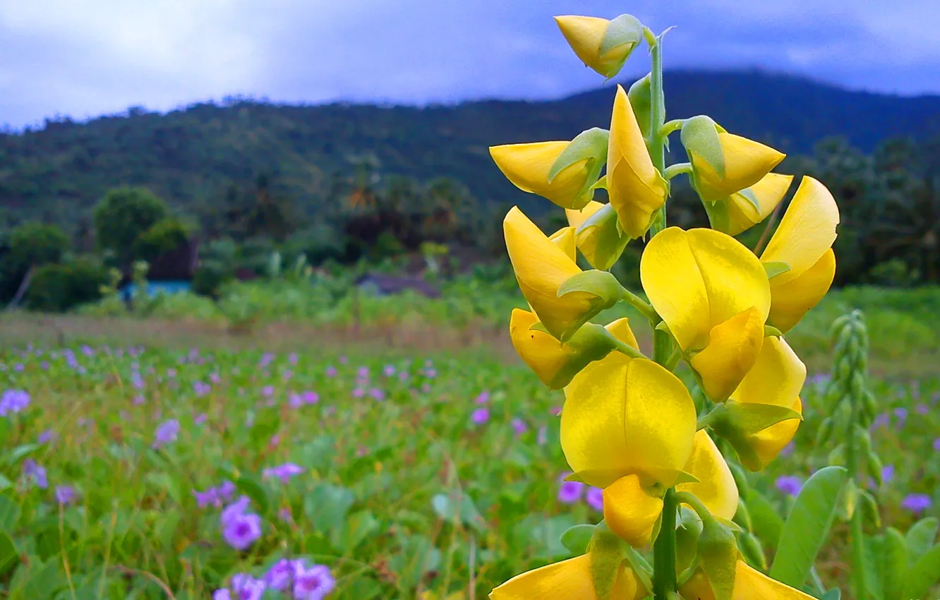 Photo wallpaper the sky, flowers, mountains, meadow