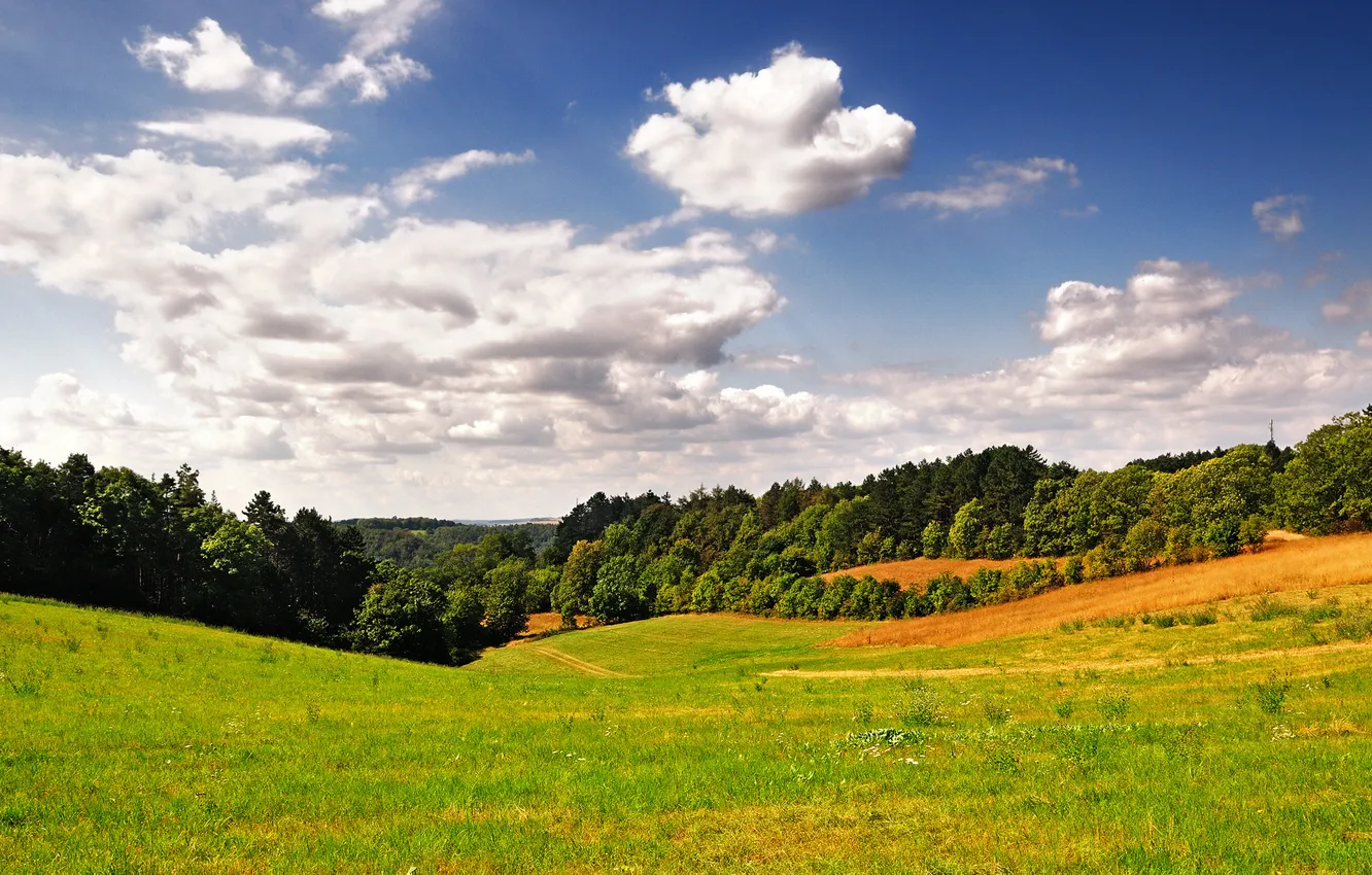 Photo wallpaper greens, grass, trees, landscape, nature, photo