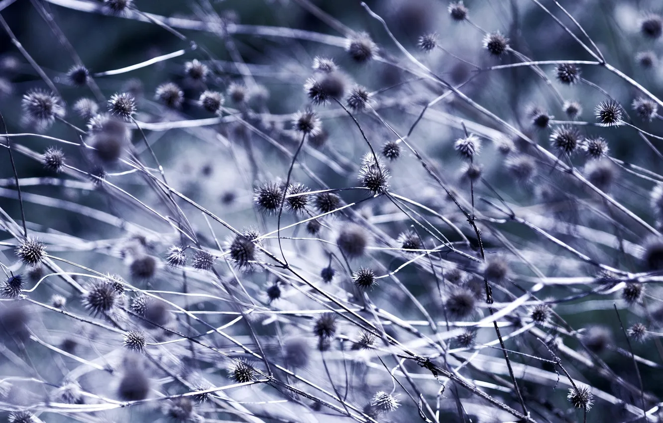 Photo wallpaper purple, grass, macro, photo, background, Wallpaper, plant, color