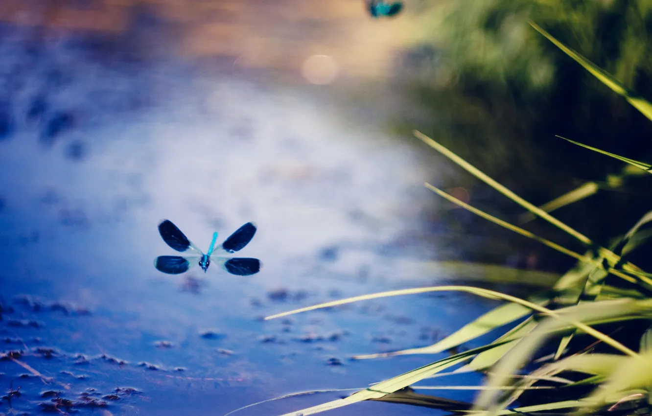 Photo wallpaper flight, plant, dragonfly