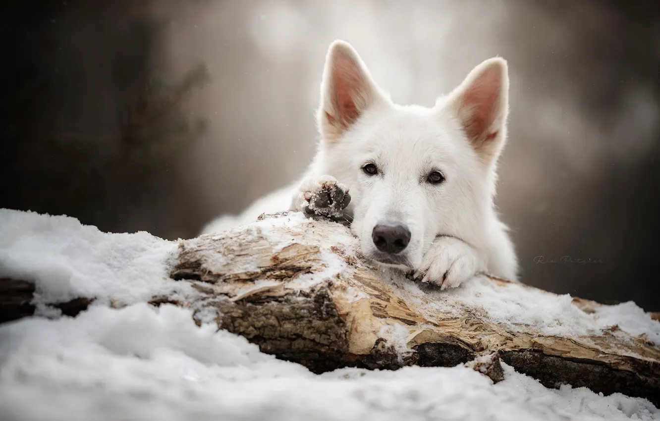 Photo wallpaper look, face, snow, dog, log, The white Swiss shepherd dog