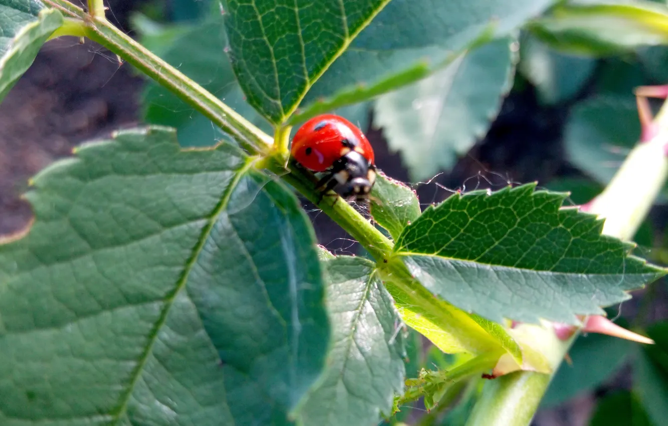 Photo wallpaper nature, ladybug, beetle