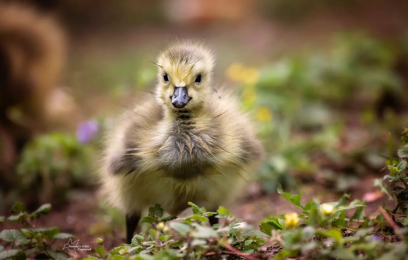 Photo wallpaper nature, bird, Chicks, the goslings, Canada Gosling