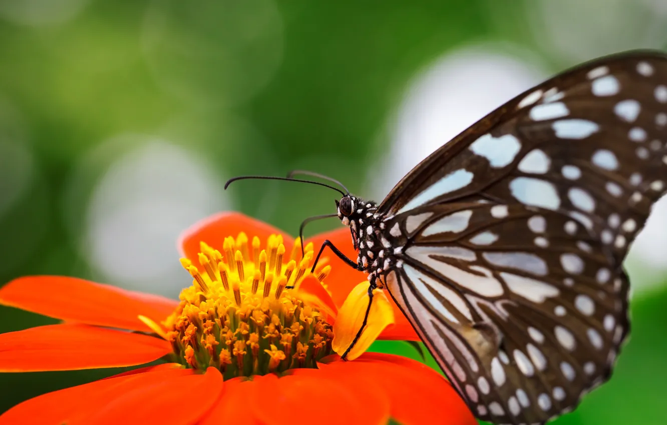 Photo wallpaper flower, orange, nature, butterfly, wings, focus, insect, speck