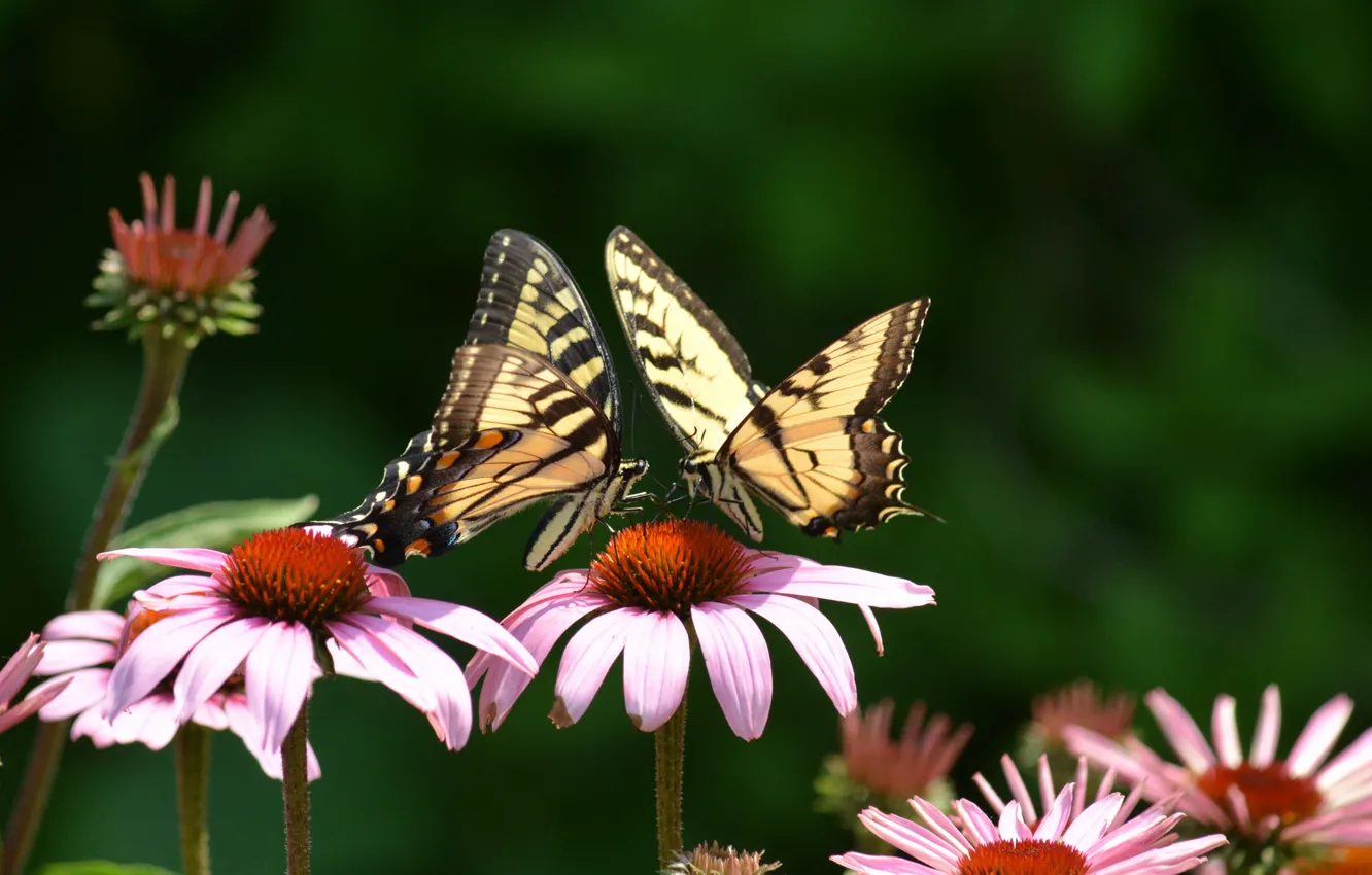 Photo wallpaper flowers, butterfly, two, pink, swallowtail, Echinacea
