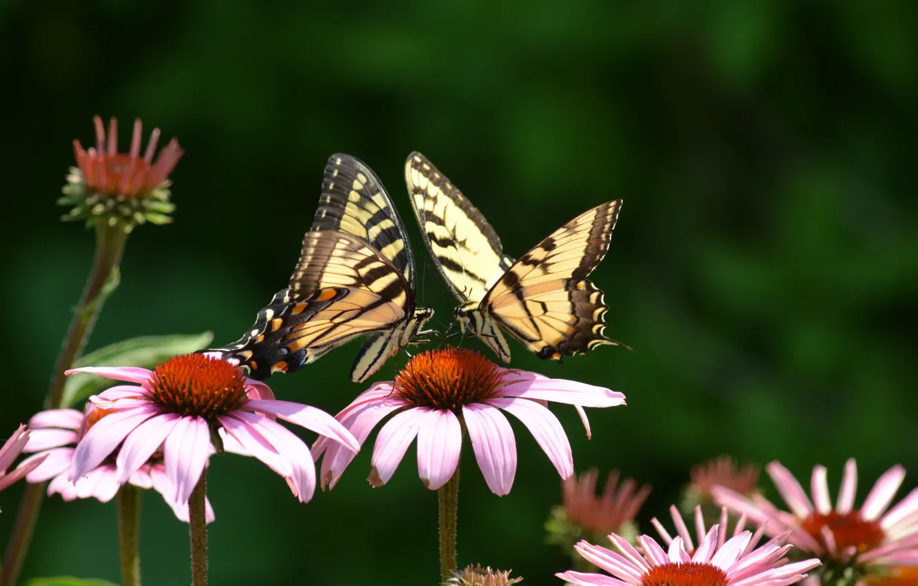 Photo wallpaper butterfly, flowers, two, pink, swallowtail, Echinacea