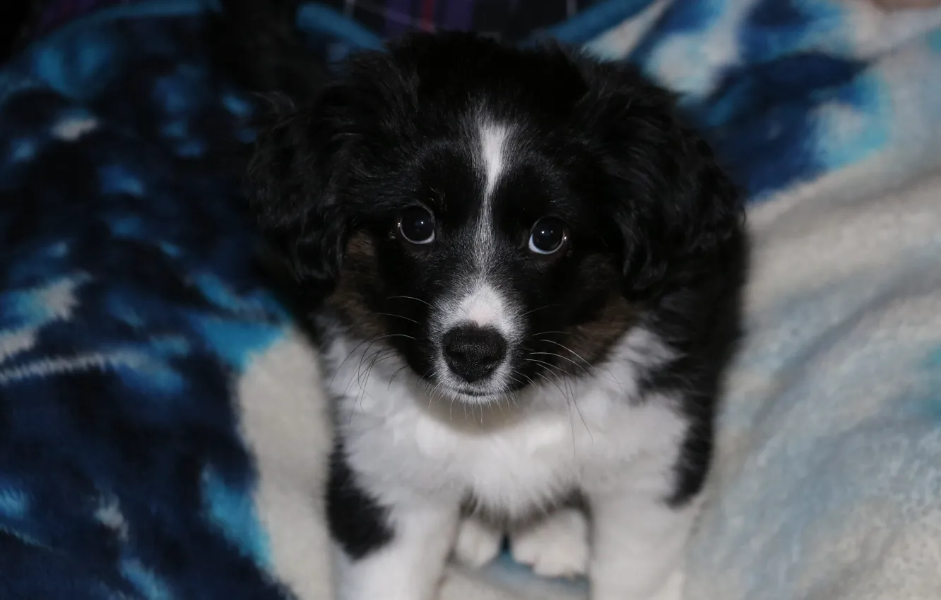 Photo wallpaper puppy, dog, Australian, shepherd, Toy Australian Shepherd, Toy Aussie