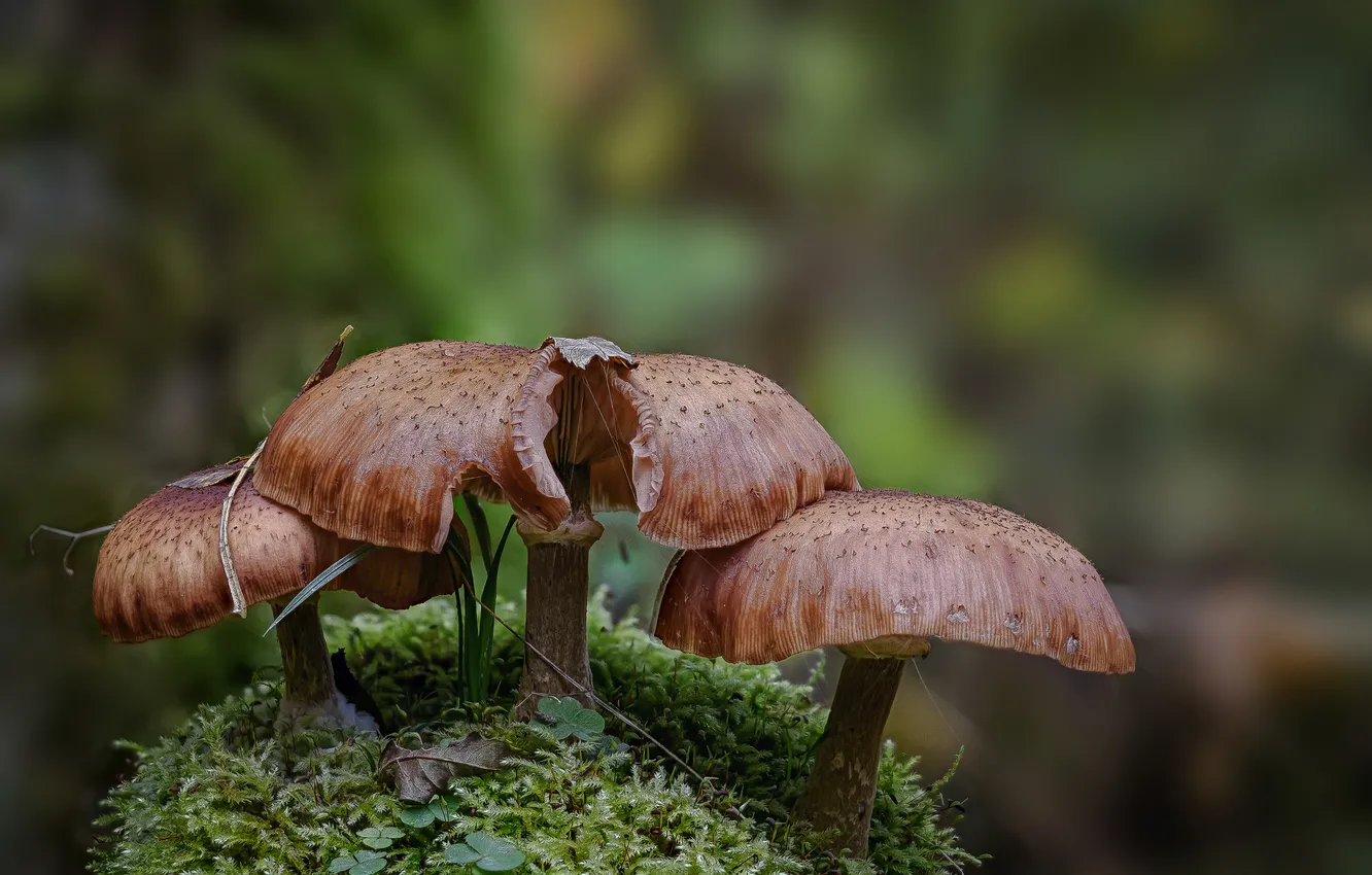 Photo wallpaper mushrooms, moss, family