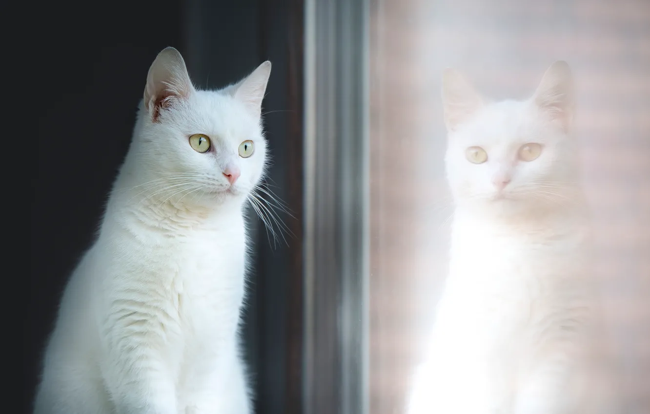 Photo wallpaper cat, glass, reflection, portrait, window, beauty, white