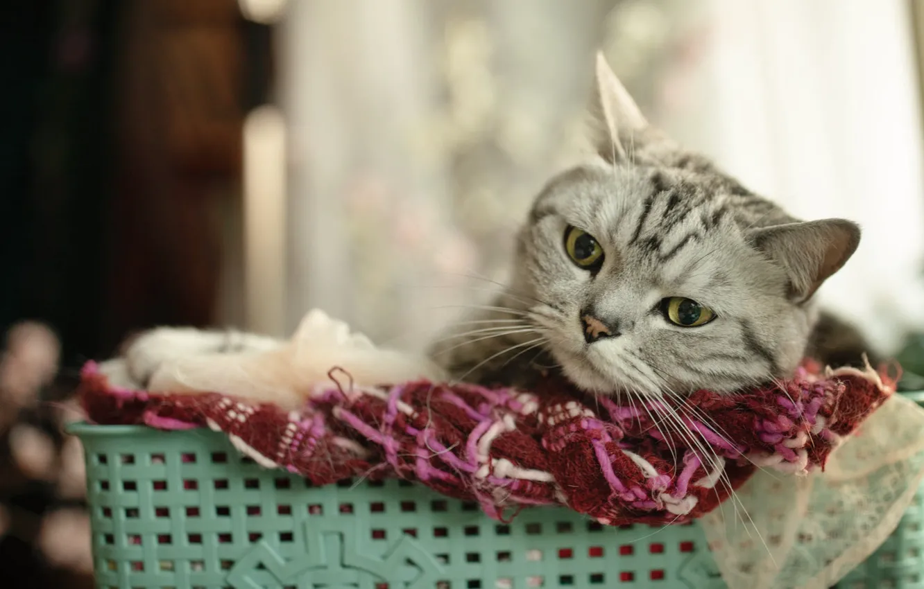 Photo wallpaper cat, cat, look, pose, fabric, face, basket, striped