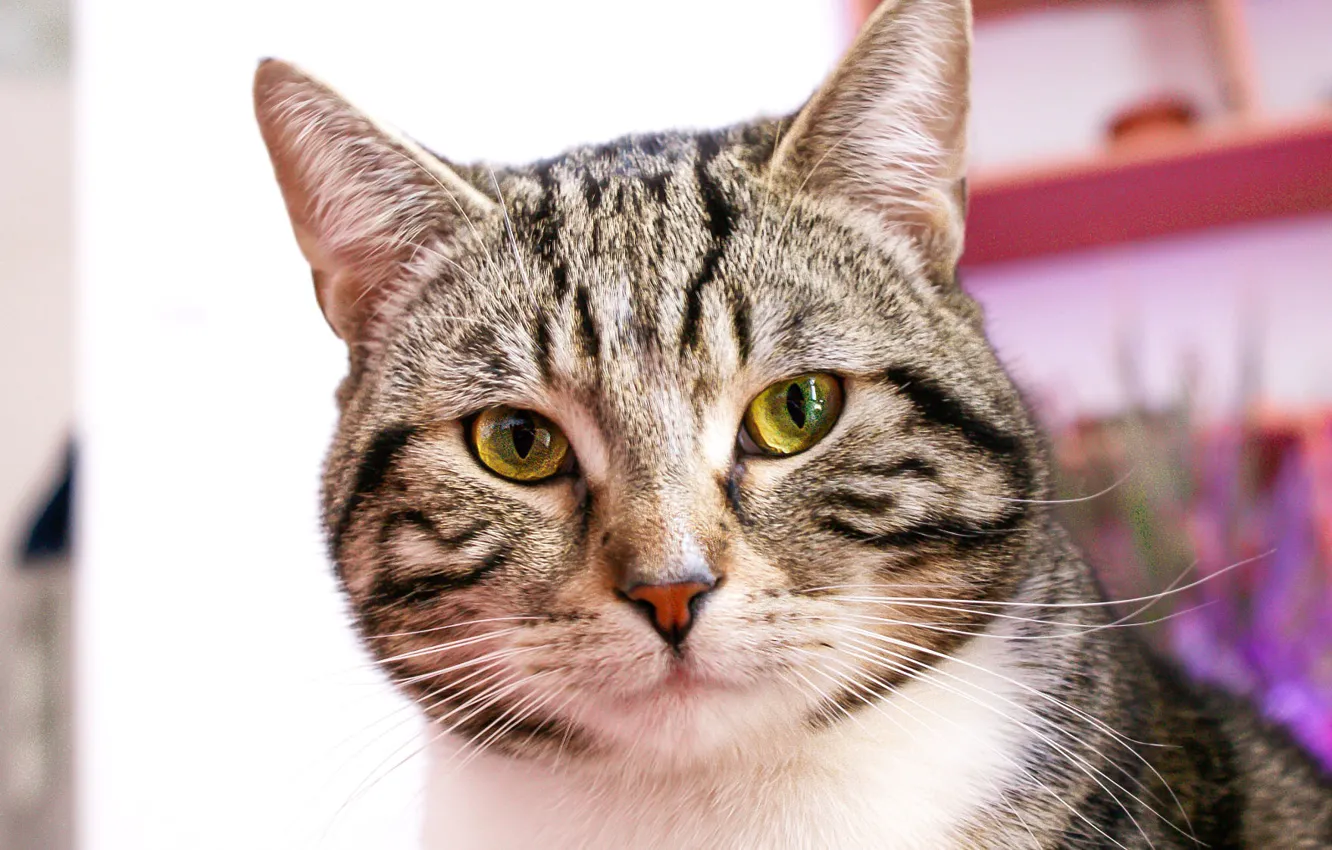 Photo wallpaper cat, cat, look, face, portrait