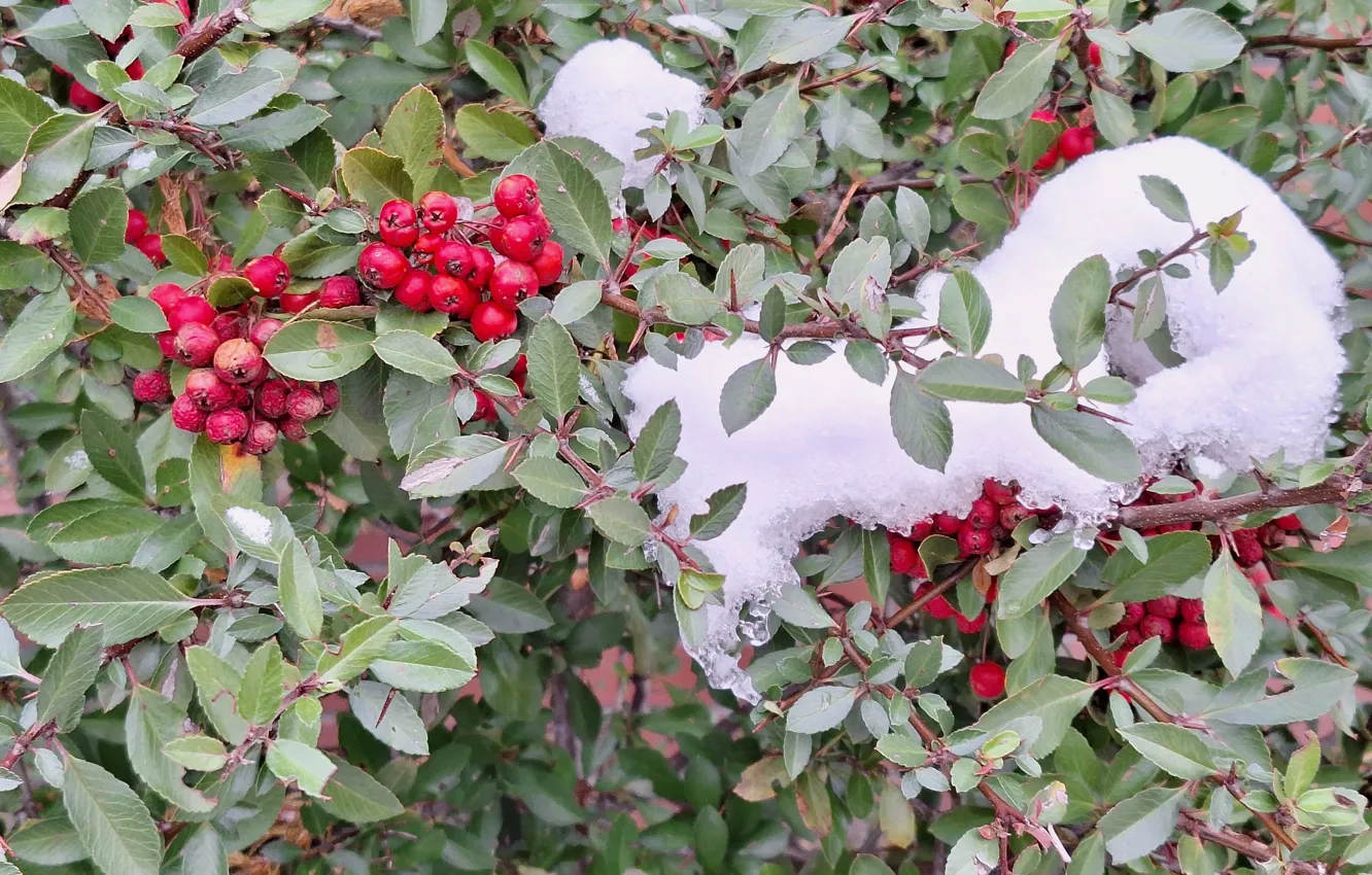 Photo wallpaper Snow, fruit, Krzak