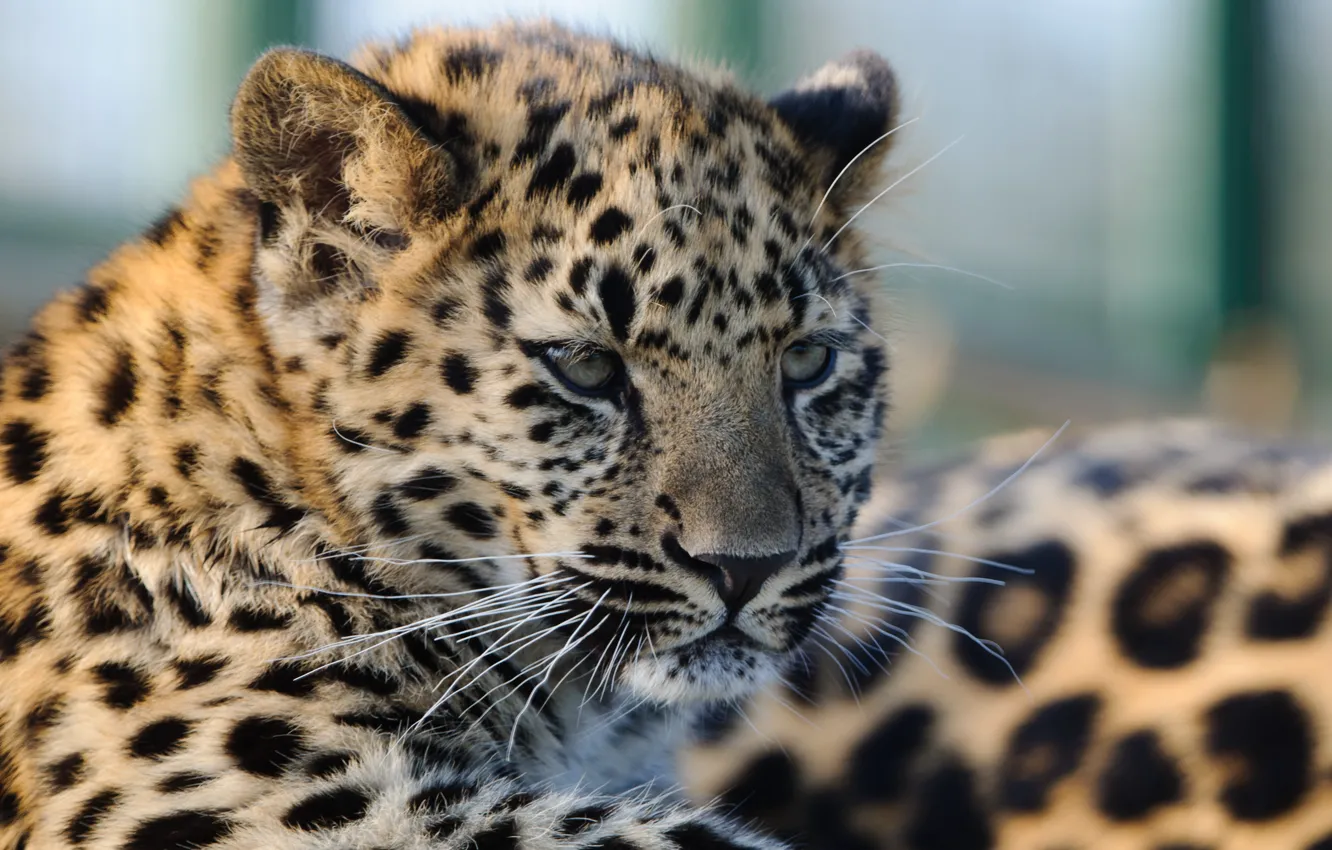 Photo wallpaper cat, look, face, leopard, cub, kitty, Amur
