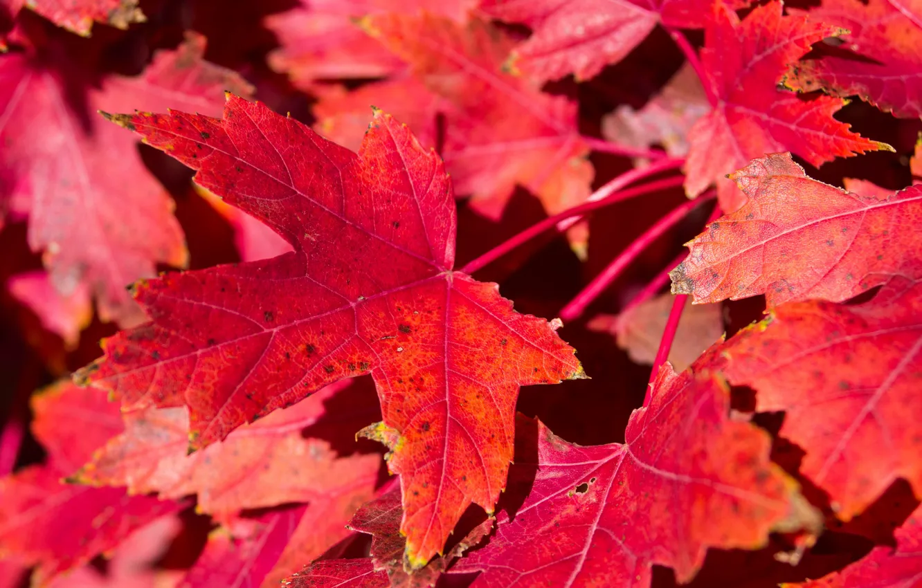 Photo wallpaper autumn, leaves, nature, carpet, maple, the crimson