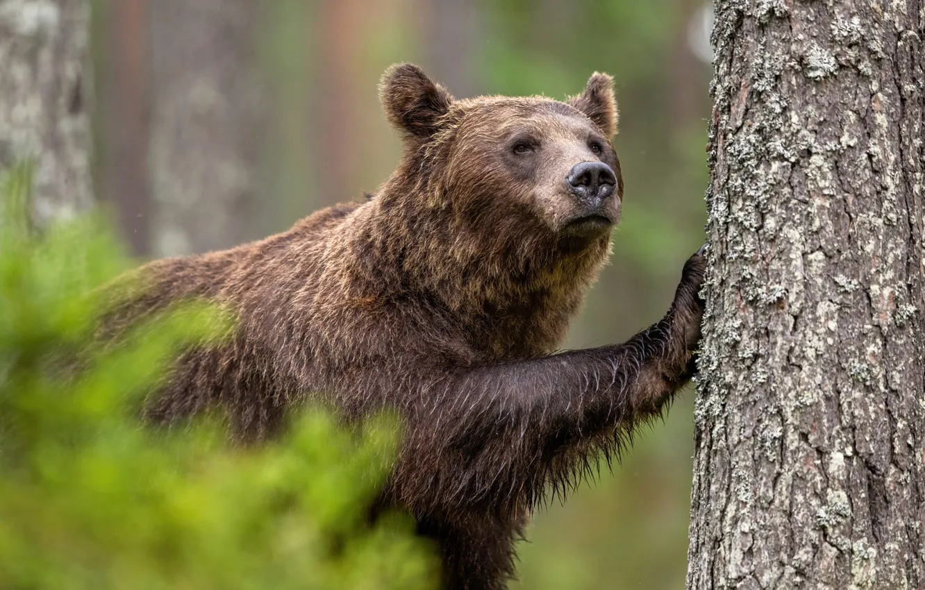 Photo wallpaper trees, pose, bear