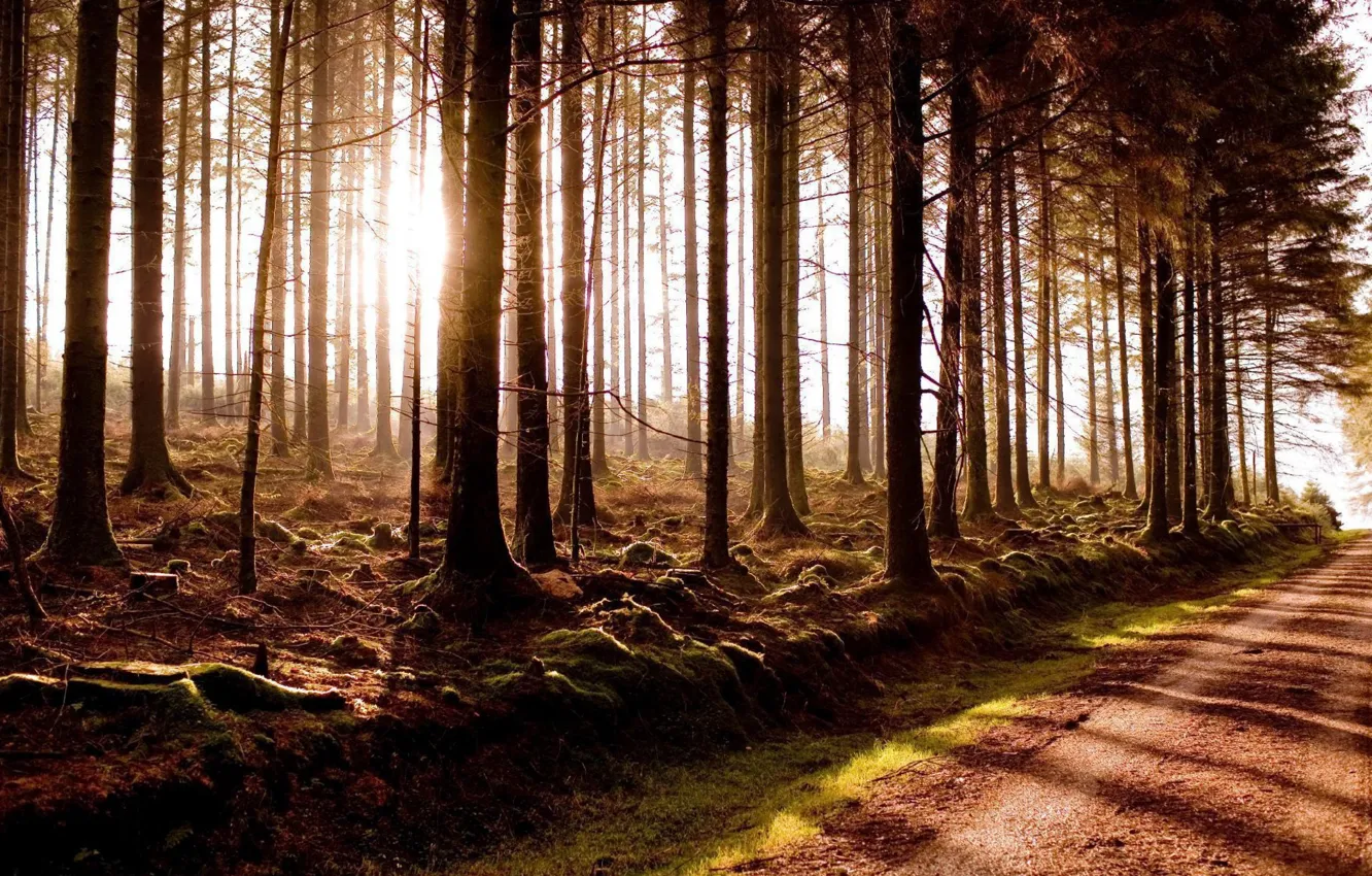 Photo wallpaper road, fog, miracle woods, Beautiful sunrise