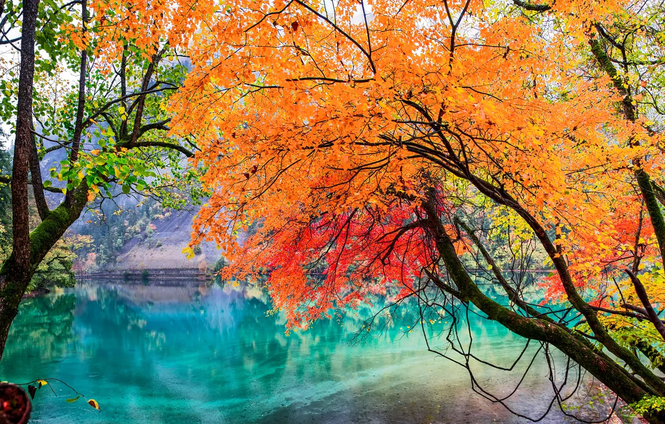 Photo wallpaper autumn, leaves, trees, lake, China, Jiuzhai valley national Park, Sichuan