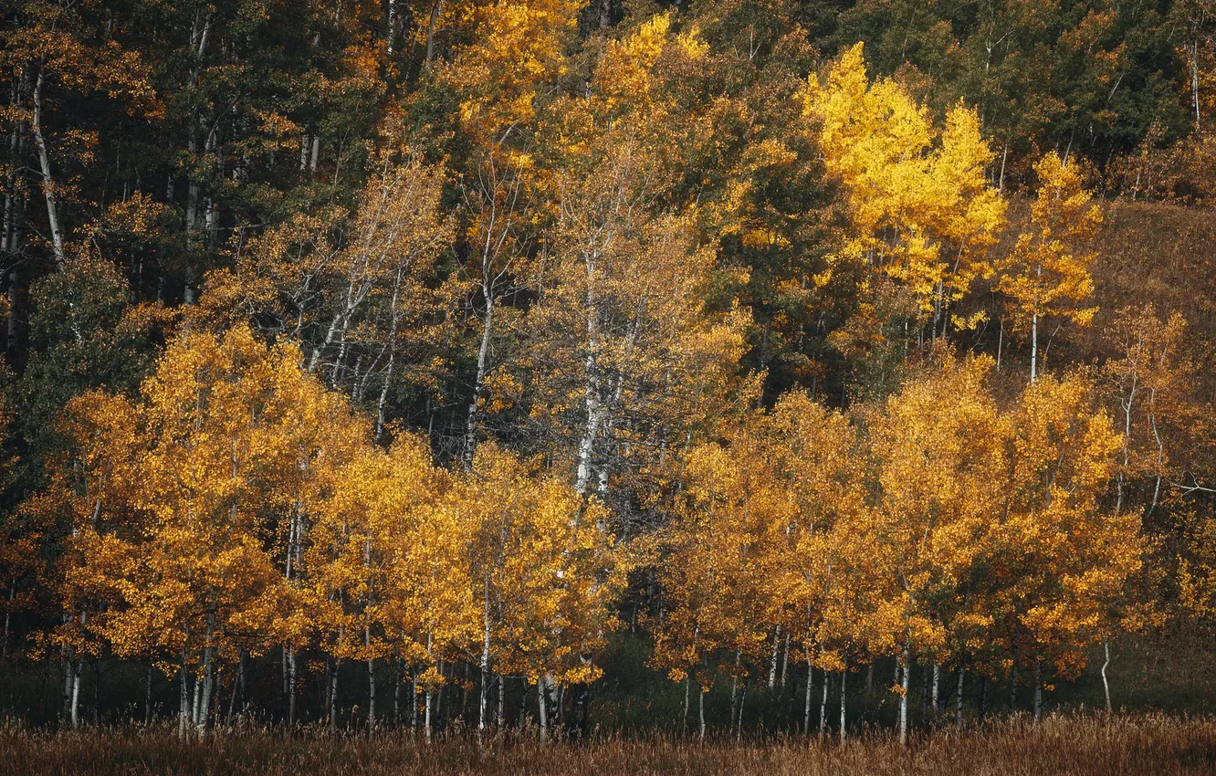 Photo wallpaper autumn, forest, trees, crown