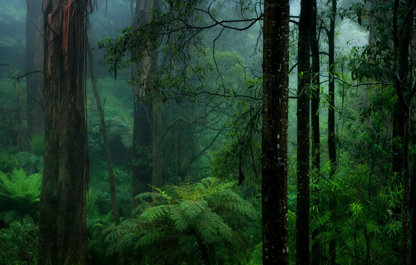 Photo wallpaper forest, nature, fern, haze