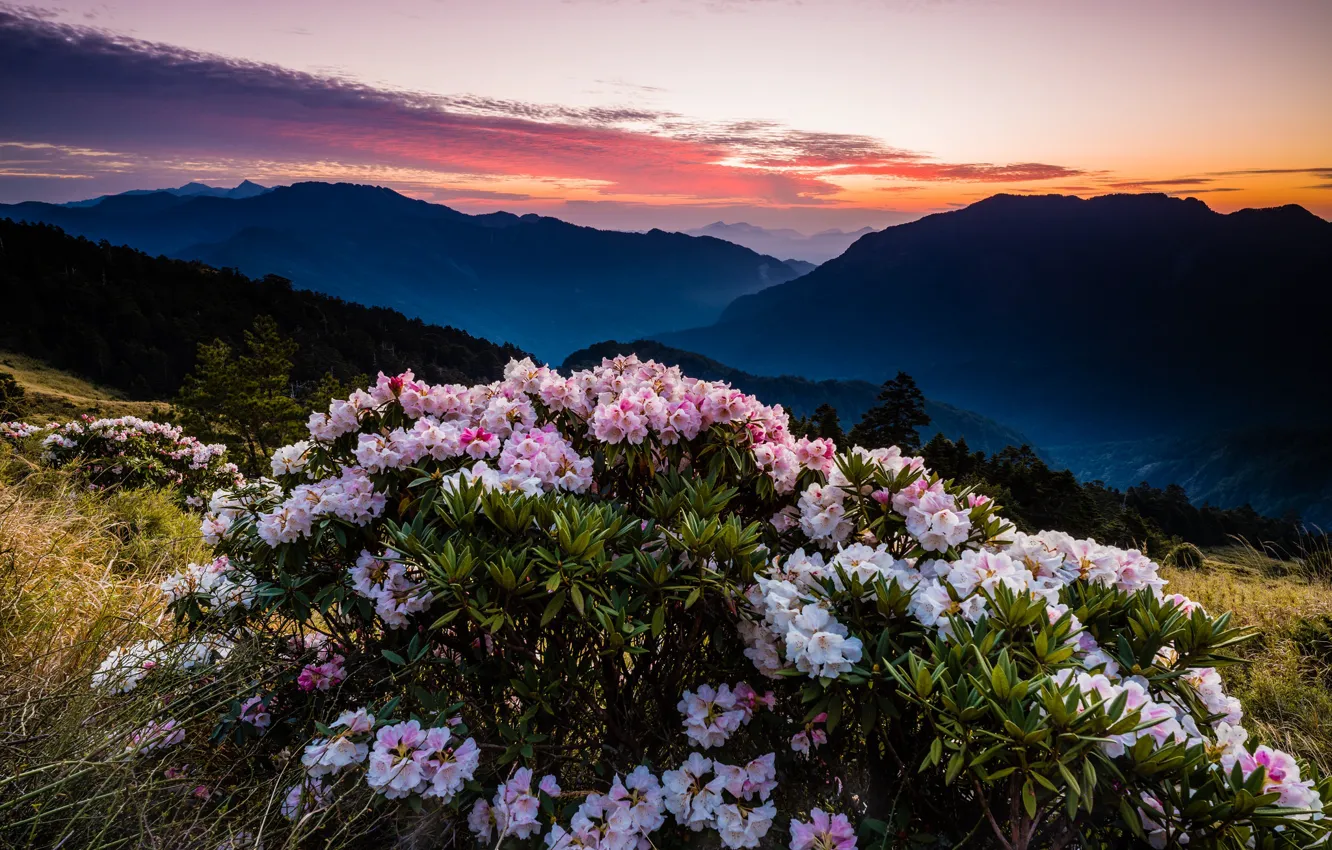 Photo wallpaper forest, the sky, leaves, clouds, landscape, sunset, flowers, mountains