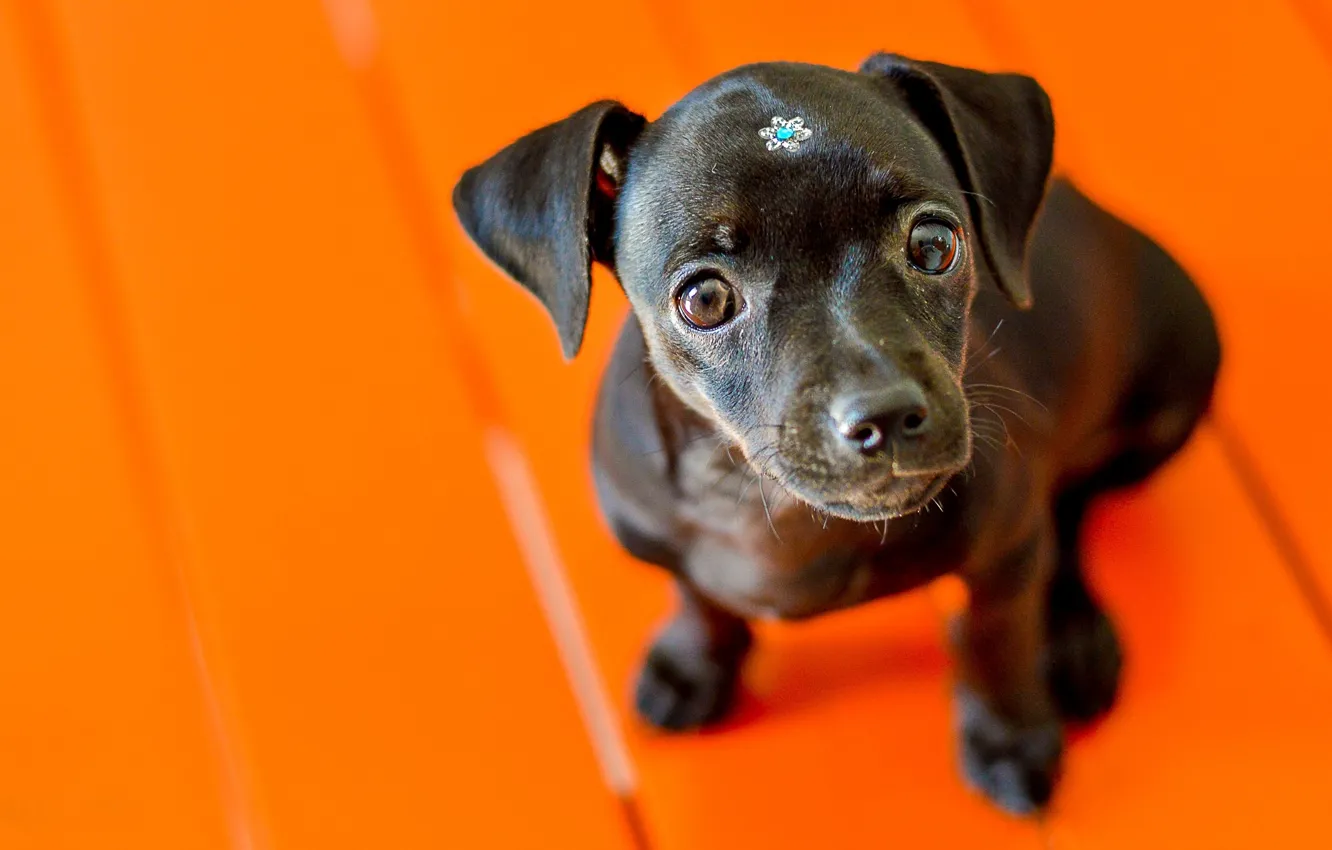 Photo wallpaper look, background, dog, muzzle, puppy