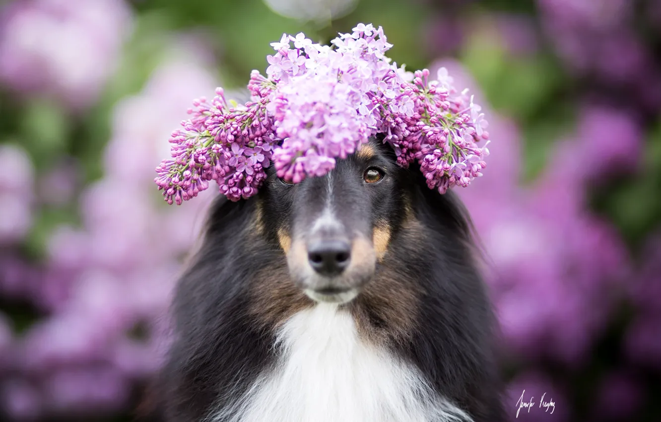 Photo wallpaper background, dog, lilac