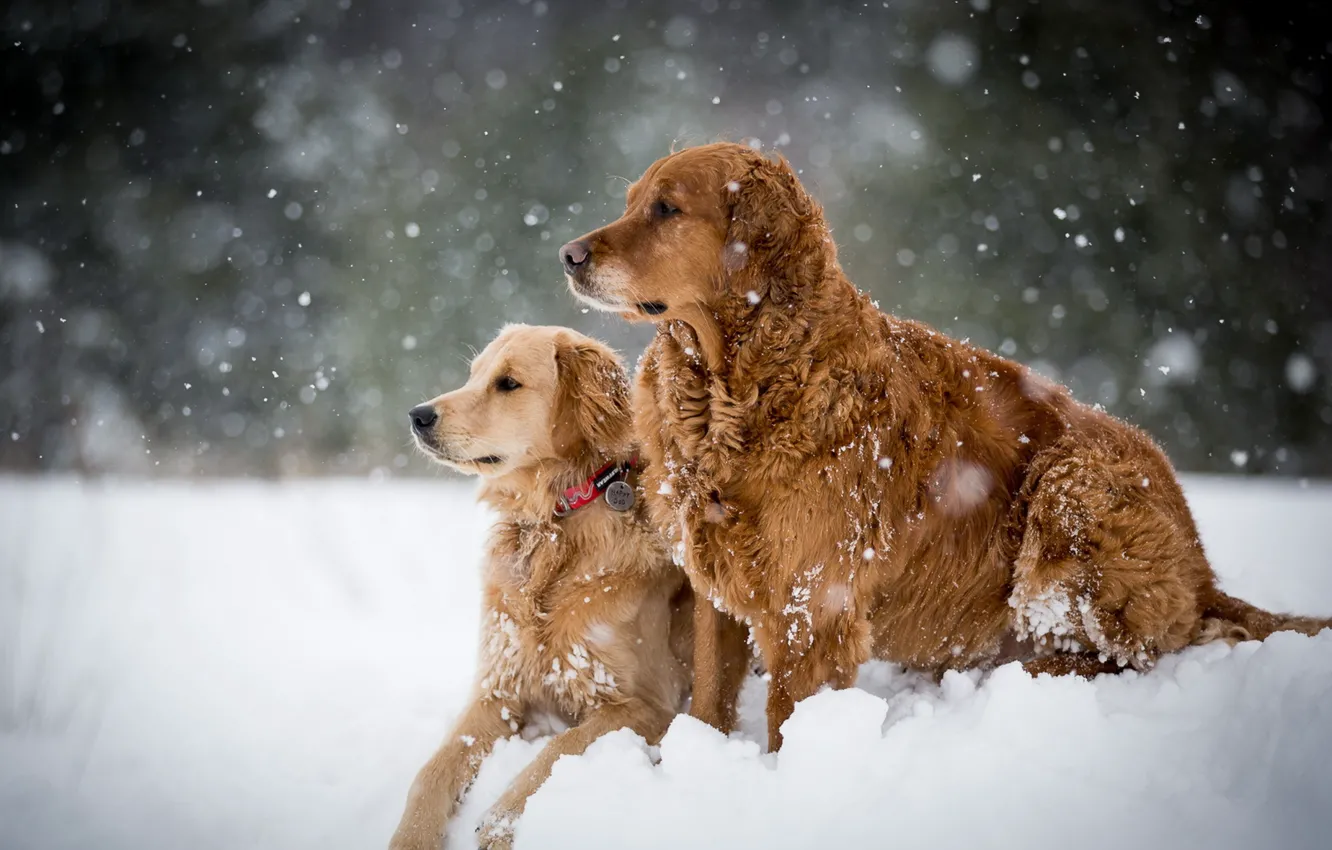 Photo wallpaper winter, dogs, snow