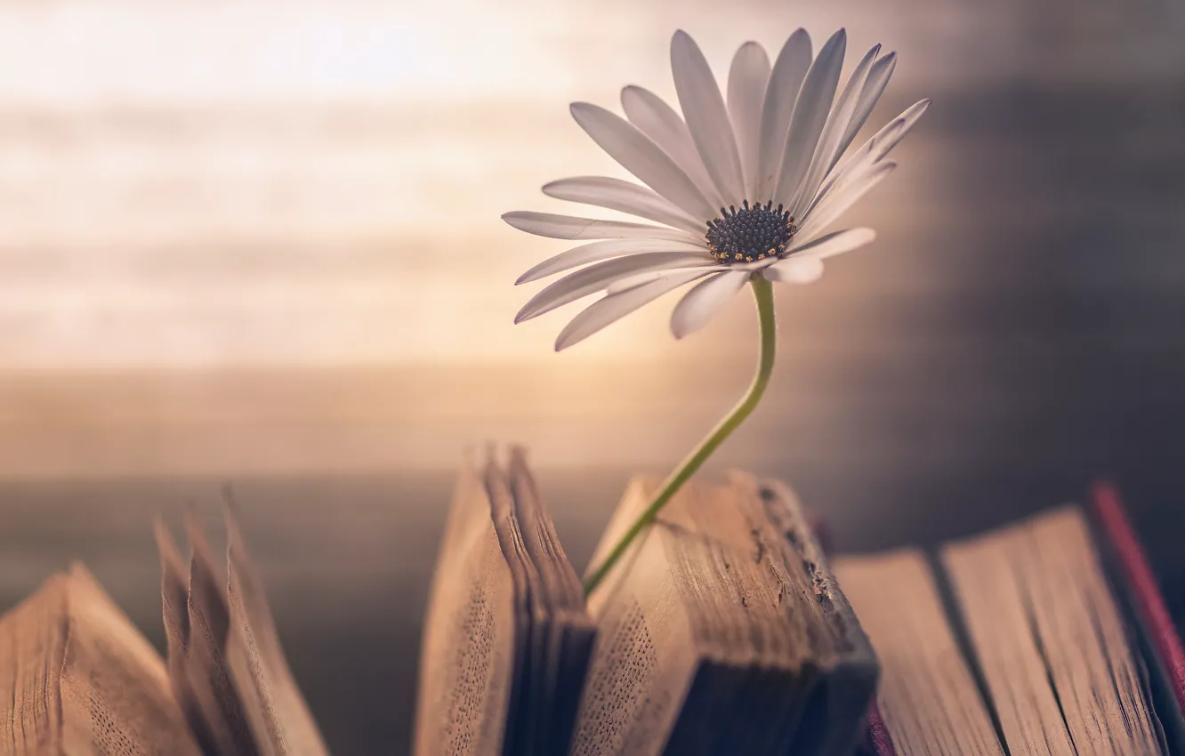 Photo wallpaper white, light, flowers, background, one, petals, book, old