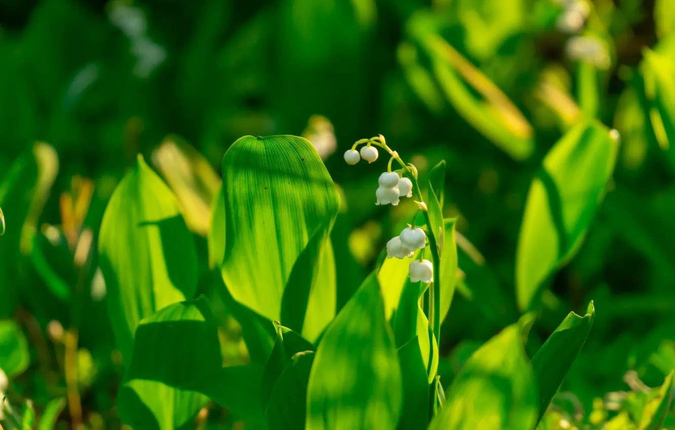 Photo wallpaper greens, leaves, light, flowers, spring, lilies of the valley, bokeh