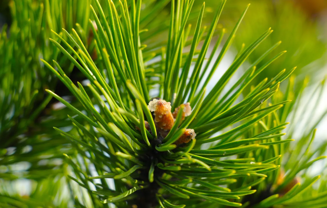 Photo wallpaper green, pine, twig