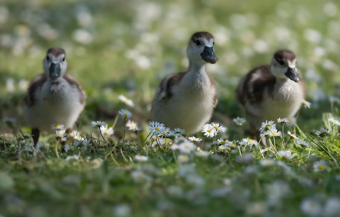 Photo wallpaper summer, flowers, bird, glade, duck, chamomile, spring, baby