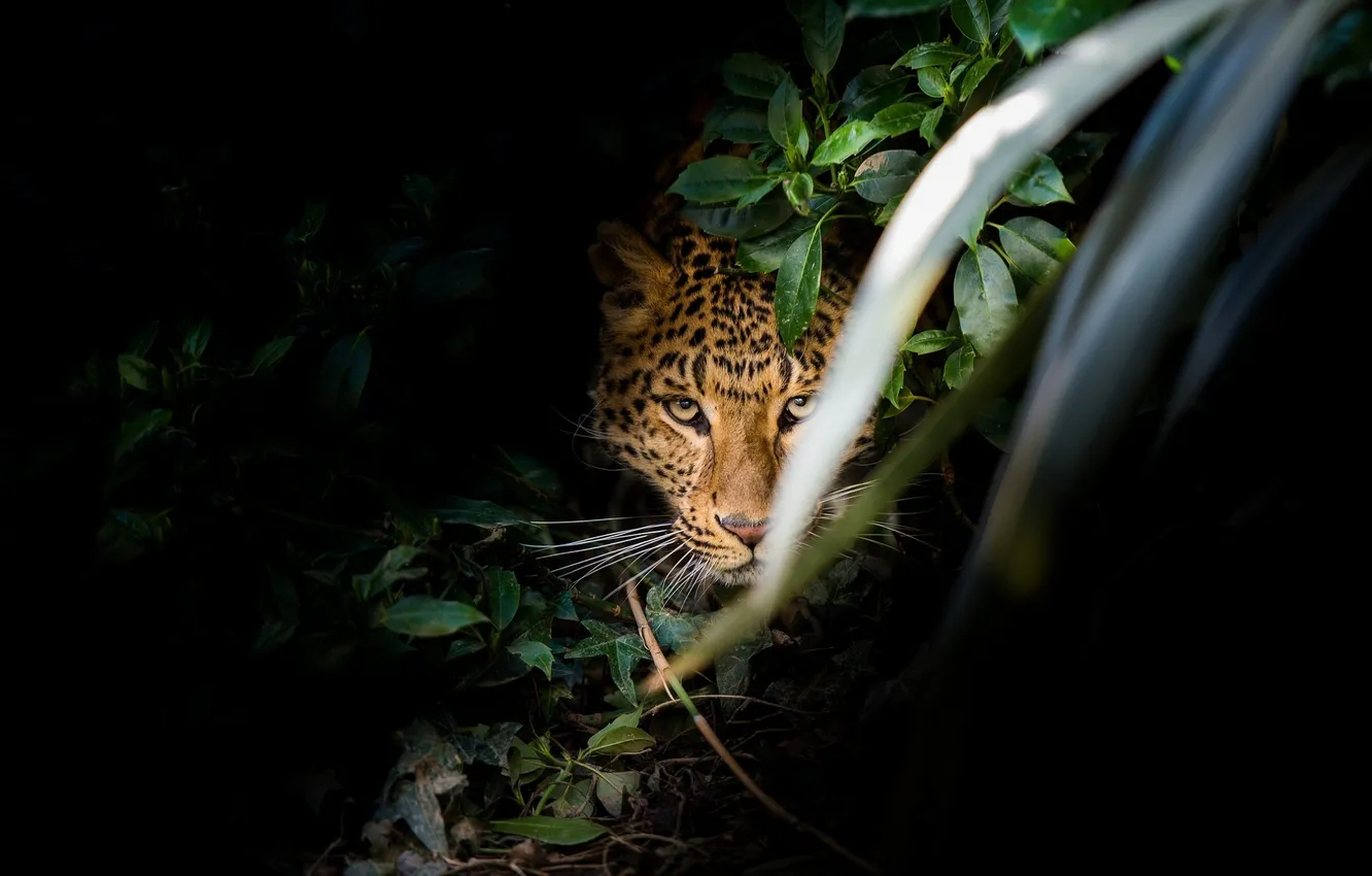Photo wallpaper face, thickets, predator, ambush, leopard, wild cat, attention