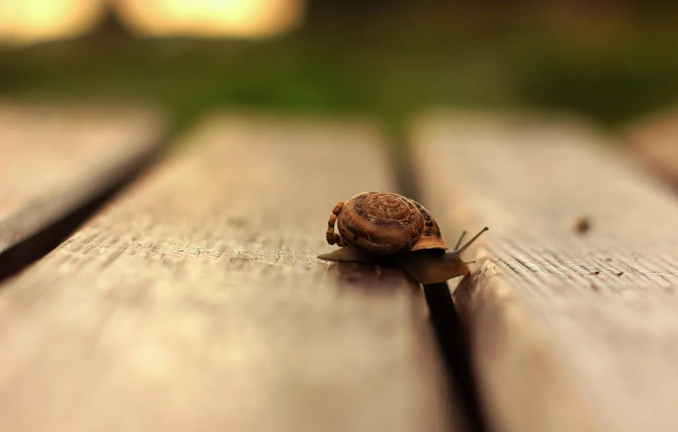 Photo wallpaper macro, snail, floor, wooden
