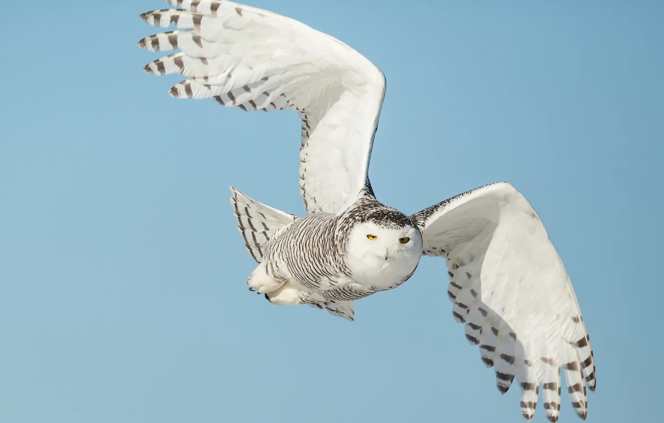 Photo wallpaper the sky, look, owl, wings, Flies