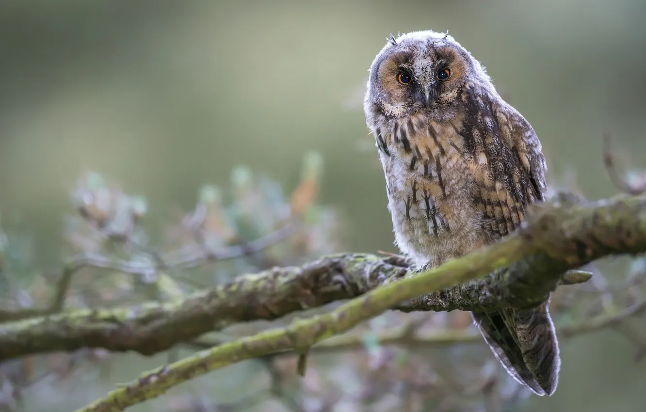 Photo wallpaper branches, owl, bird, Long-eared owl