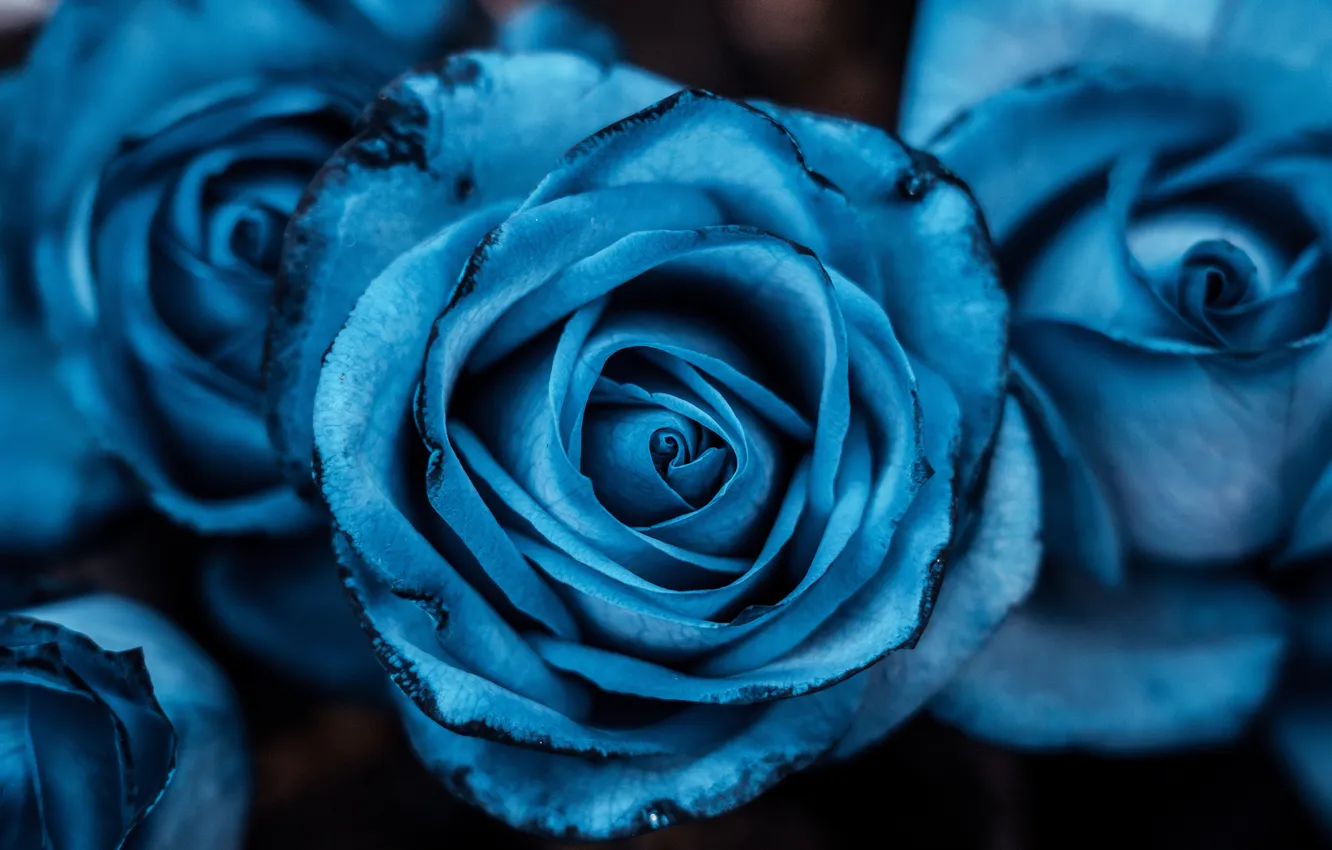 Photo wallpaper Flowers, Blue rose, Blue aesthetic, Rose flowers