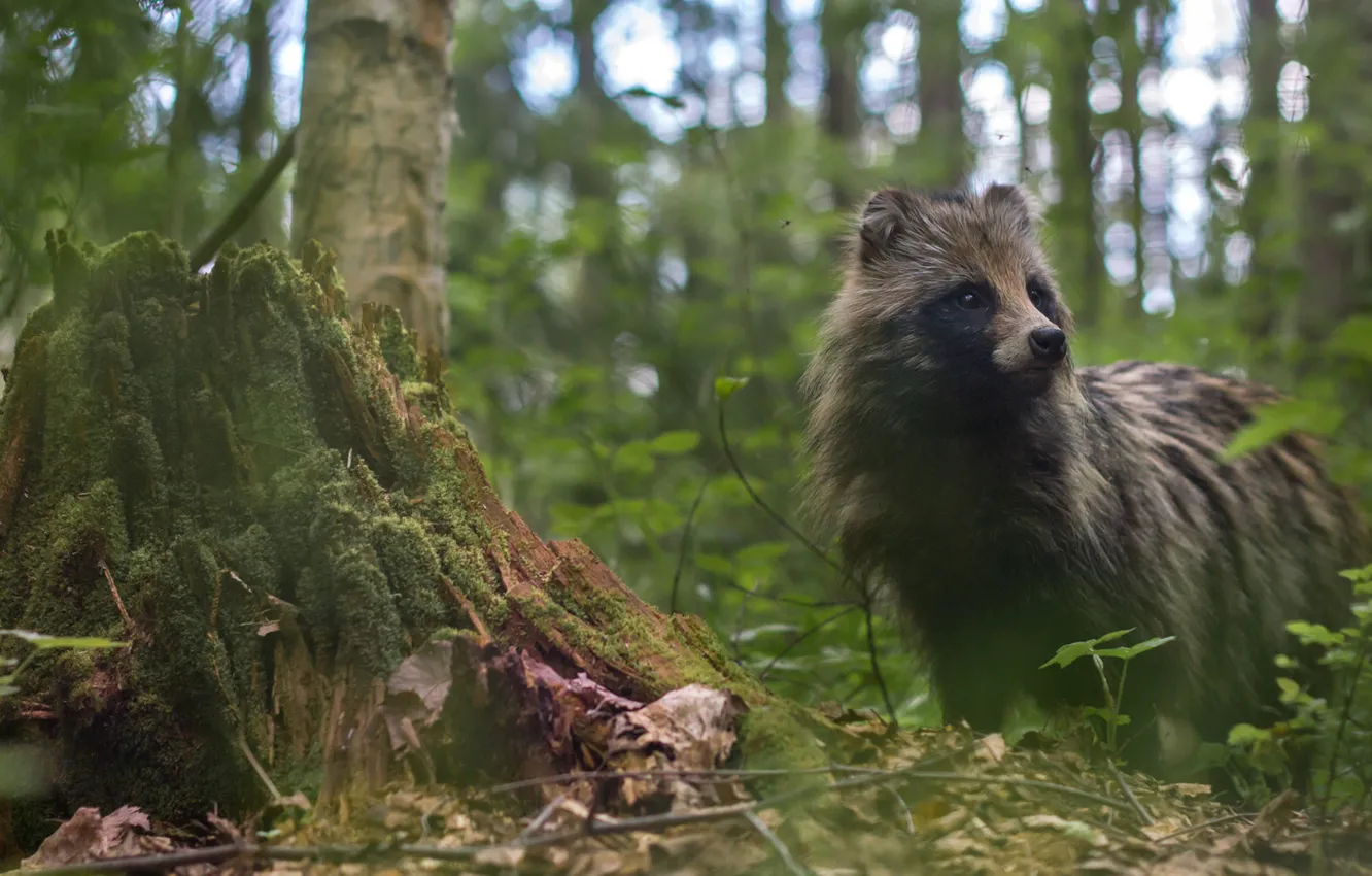Photo wallpaper forest, stump, raccoon dog, Ussuri raccoon Fox, Enoteca, Ussuri raccoon