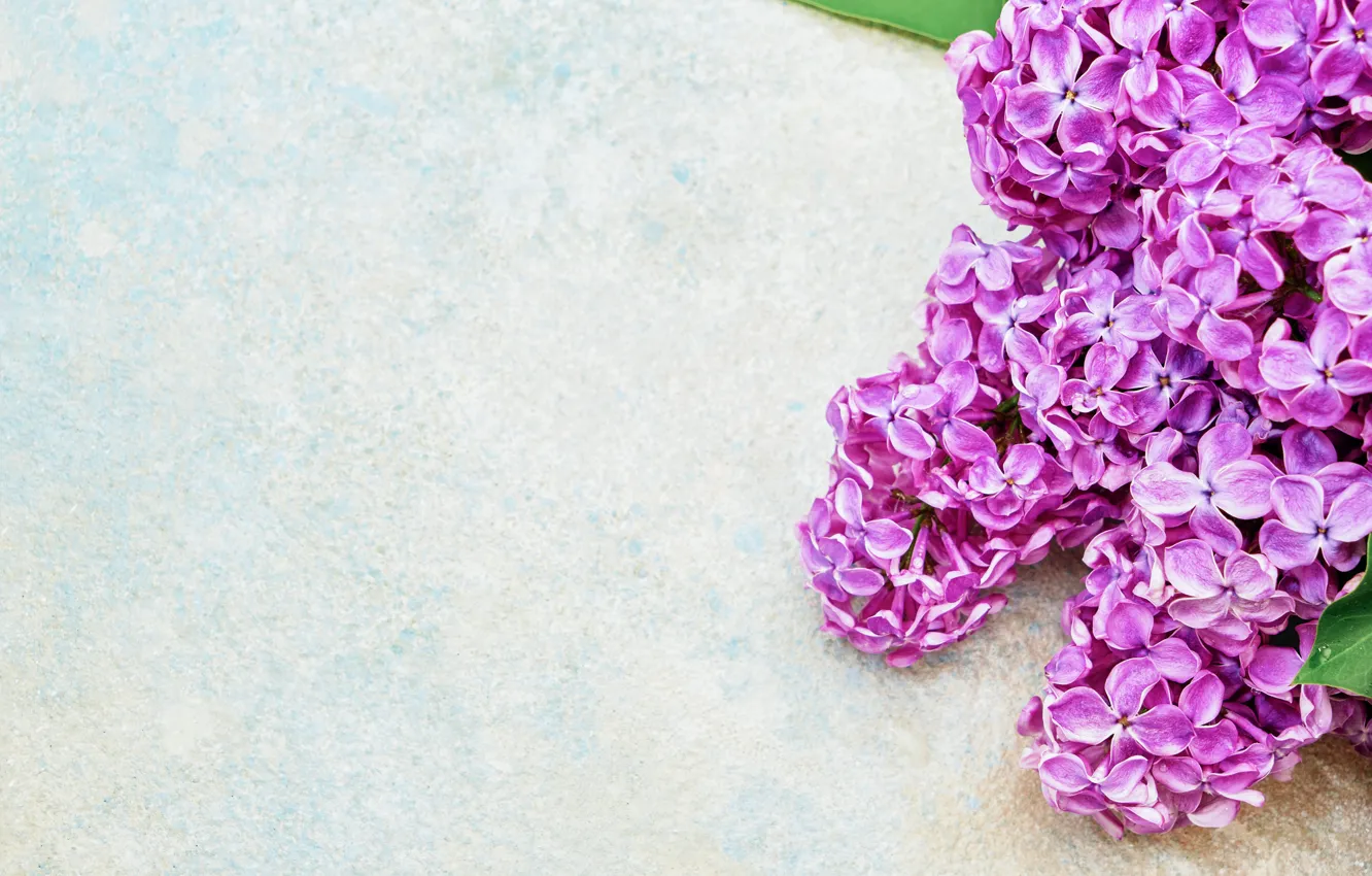 Photo wallpaper flowers, branches, background, spring, lilac, LAIMDOTA GRIVANE