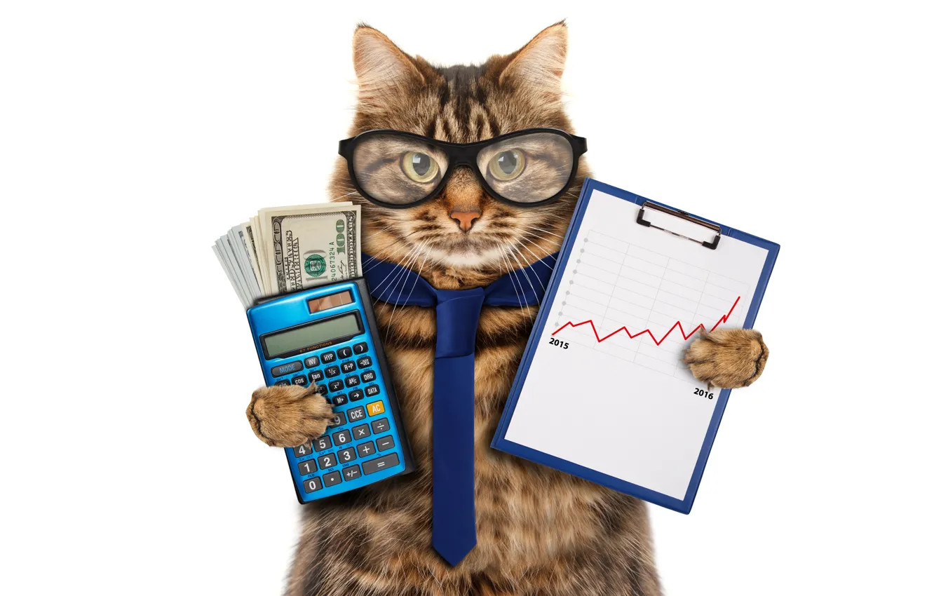 Photo wallpaper cat, money, humor, glasses, tie, white background, dollars, schedule