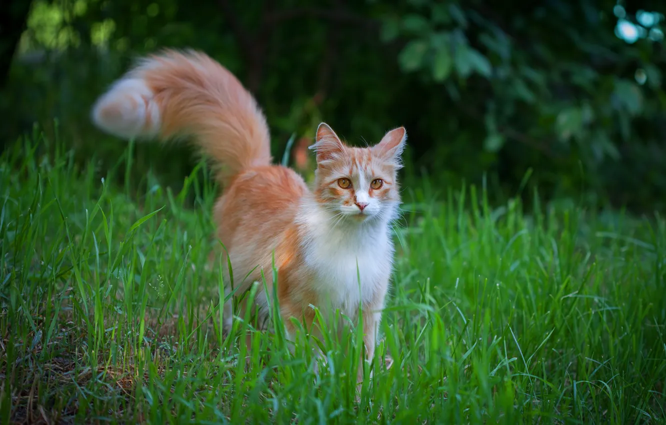 Photo wallpaper greens, cat, grass, cat, look, leaves, nature, kitty