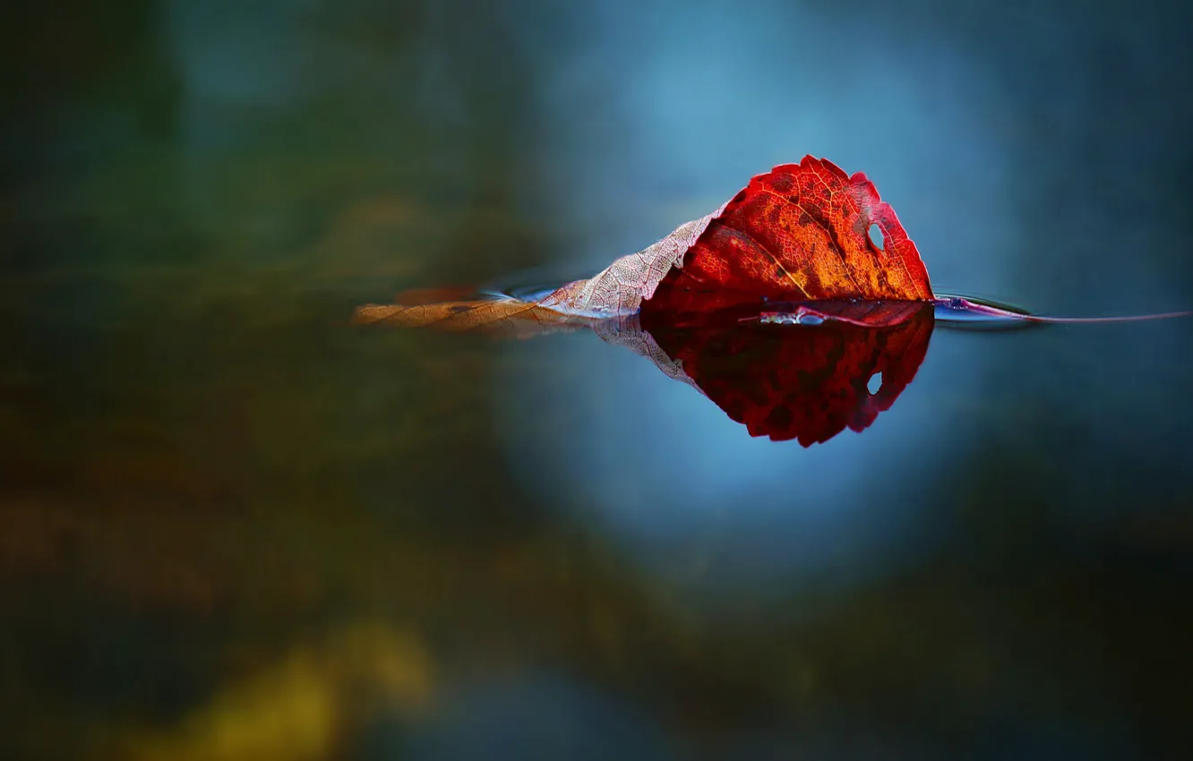 Photo wallpaper nature, water, autumn, leaf