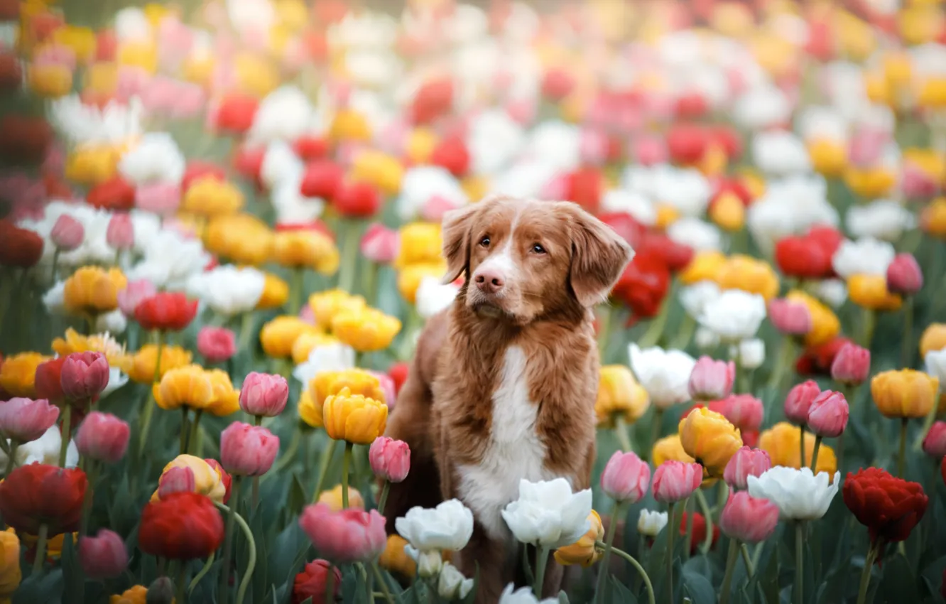 Photo wallpaper spring, tulips, dog