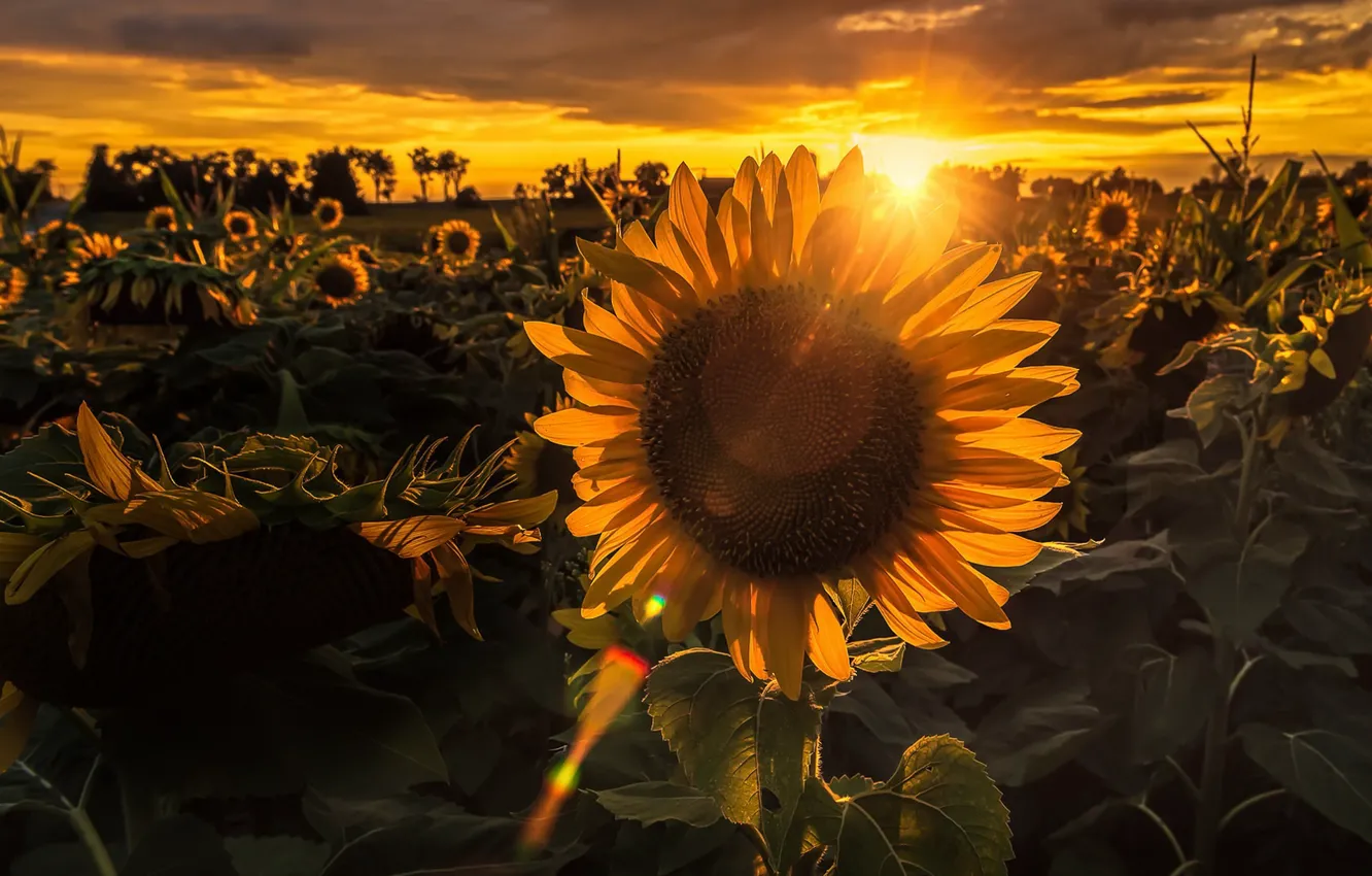 Photo wallpaper summer, sunflowers, sunset, nature