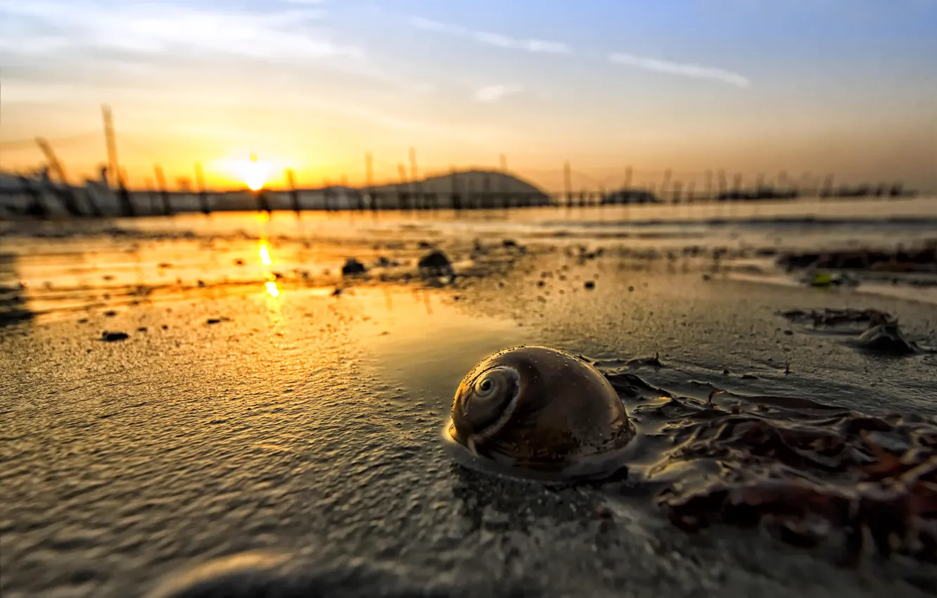 Photo wallpaper the sun, dawn, snail, morning