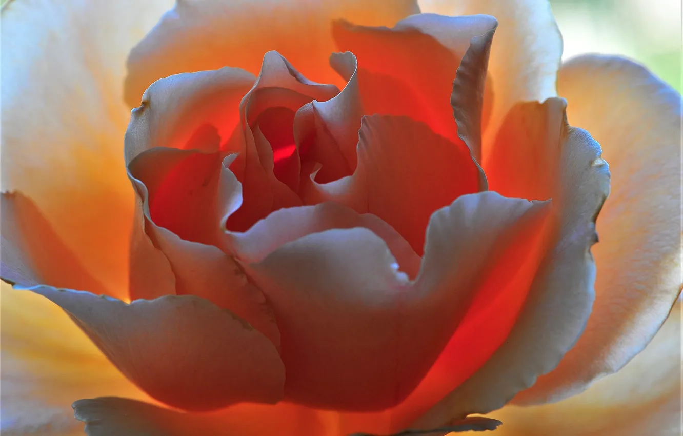 Photo wallpaper flower, macro, rose, petals