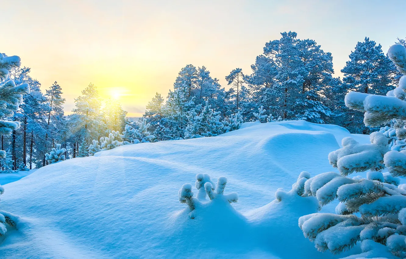 Photo wallpaper the sun, the snow, snow, trees in the snow, winter, frost, the sun's rays, ate