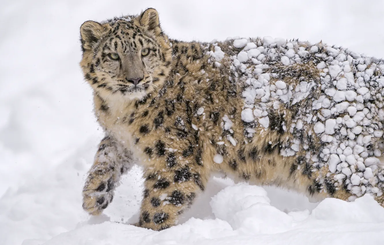 Photo wallpaper snow, predator, IRBIS, snow leopard, wild cat, young, snow leopard