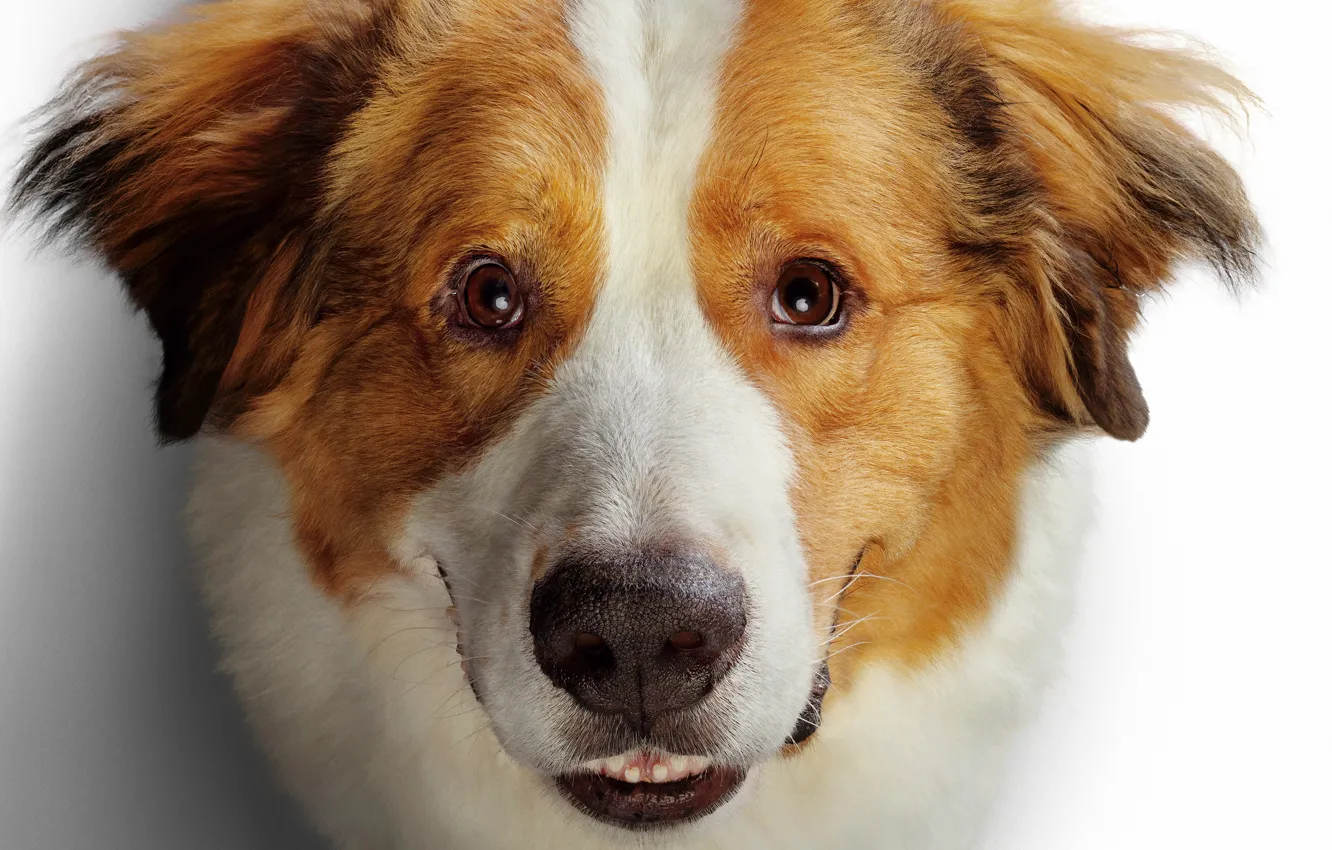 Photo wallpaper eyes, smile, golden, dog, A dog's life, retriever, Retriever, A Dog's Journey